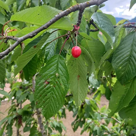 ονειροπαγιδα Karpeníszi