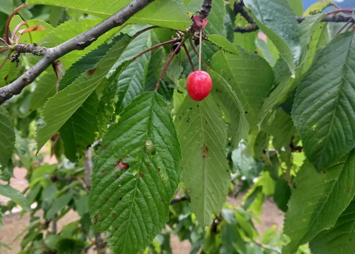 ονειροπαγιδα Καρπενήσι